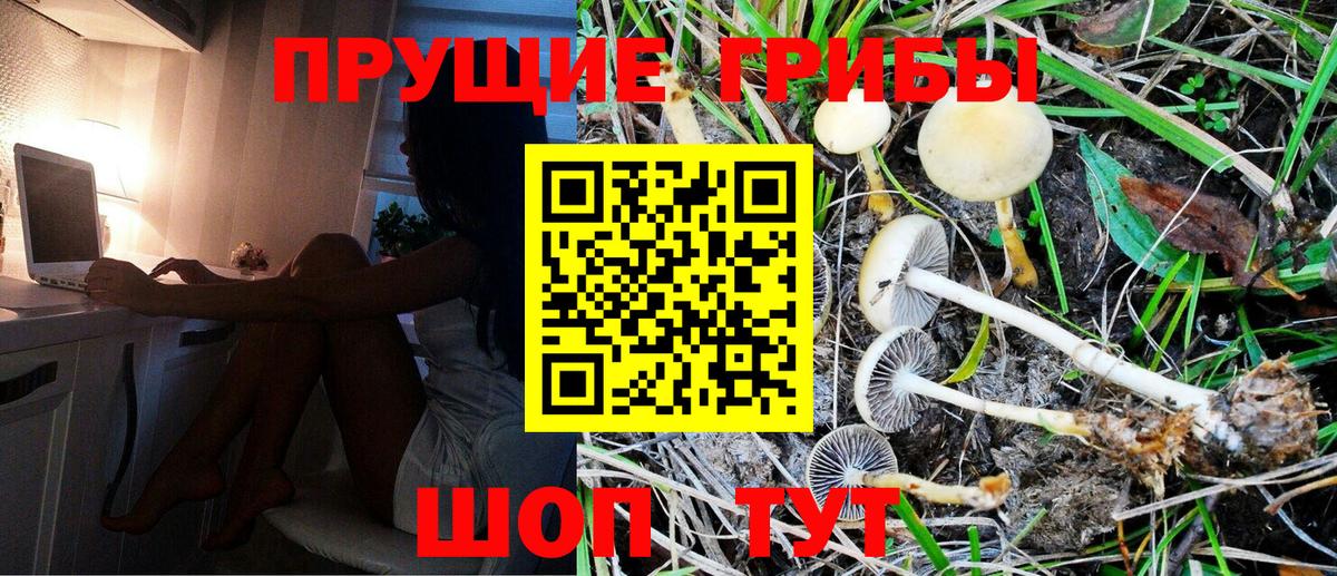 Галлюциногенные грибы Psilocybe  Вход с VPN  Котовск 